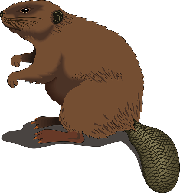 Best Beaver Stickers messages sticker-6