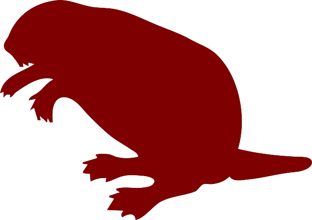 Best Beaver Stickers messages sticker-8