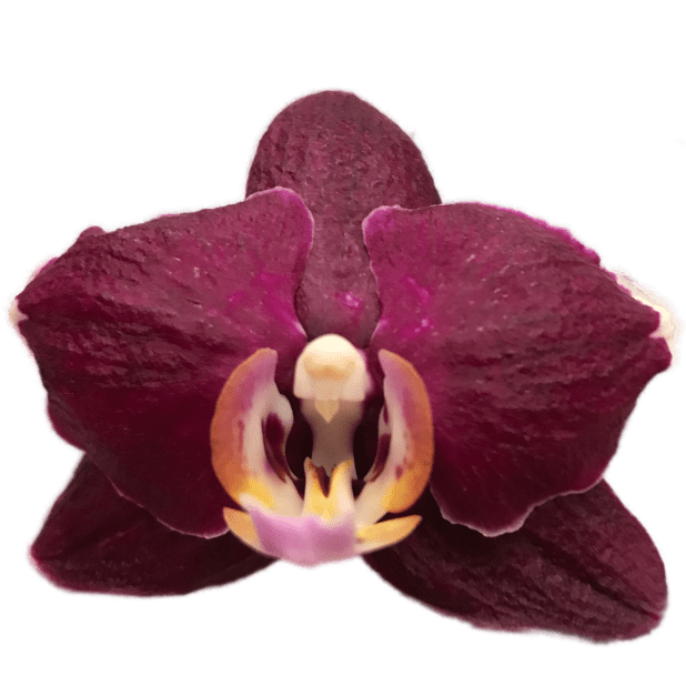 Real Orchid Stickers messages sticker-3