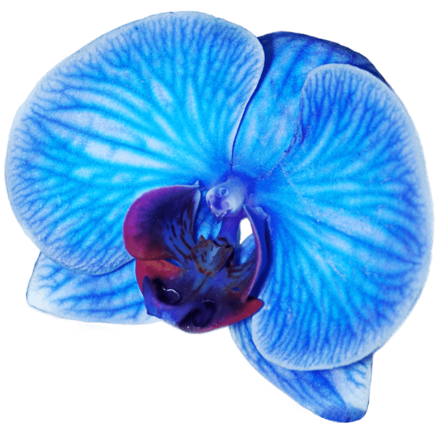 Real Orchid Stickers messages sticker-10