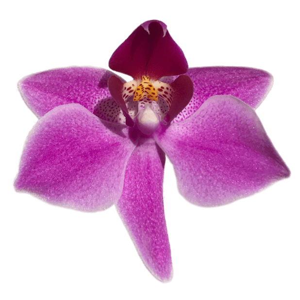 Real Orchid Stickers messages sticker-11