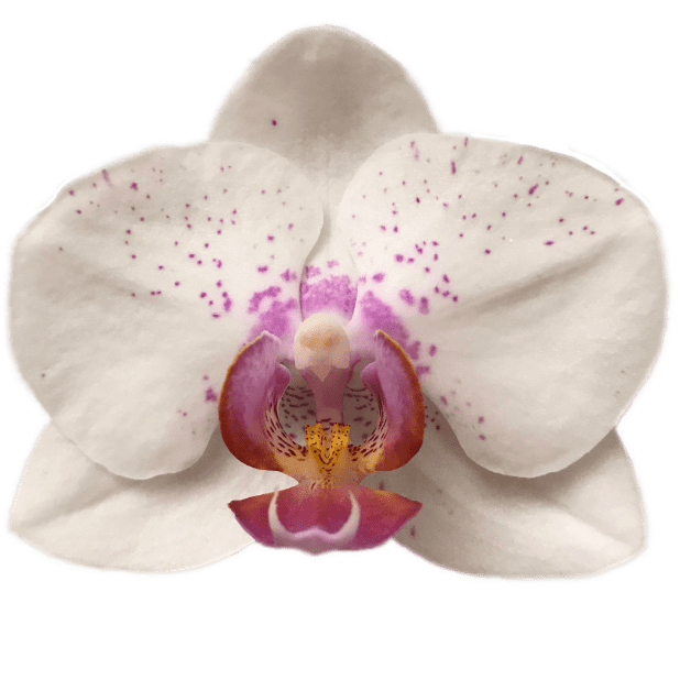 Real Orchid Stickers messages sticker-9