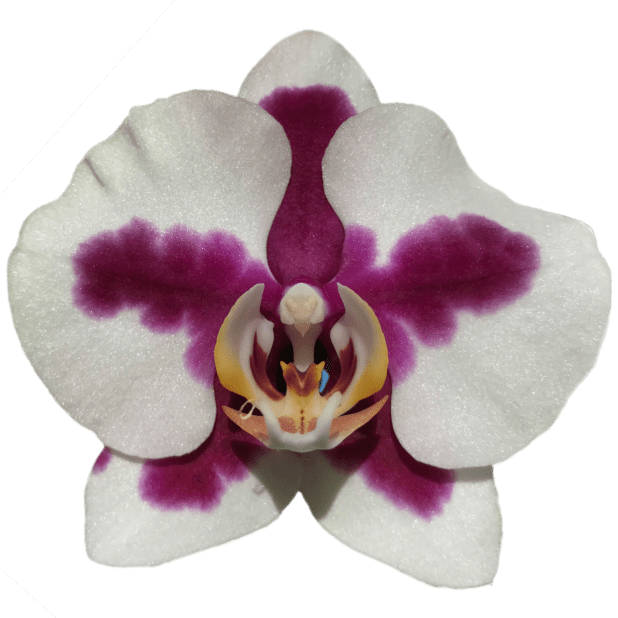 Real Orchid Stickers messages sticker-1