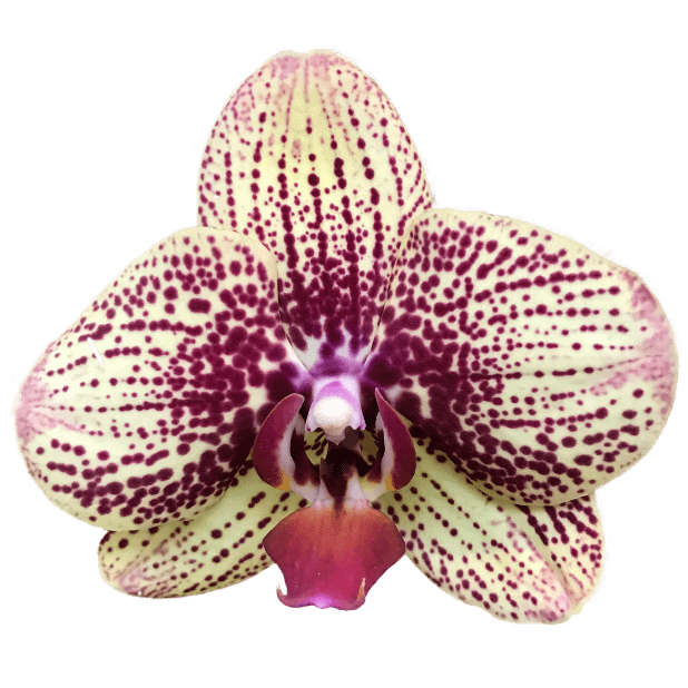 Real Orchid Stickers messages sticker-8