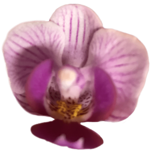 Real Orchid Stickers messages sticker-4