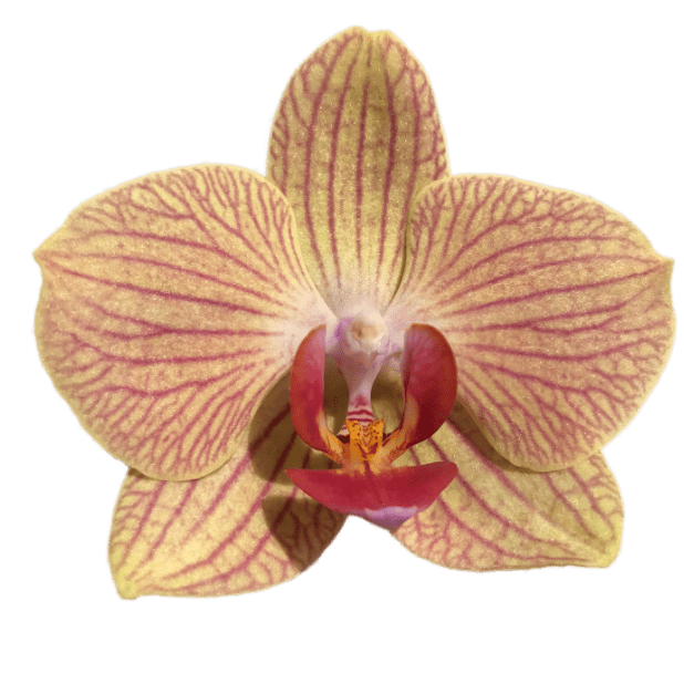 Real Orchid Stickers messages sticker-2
