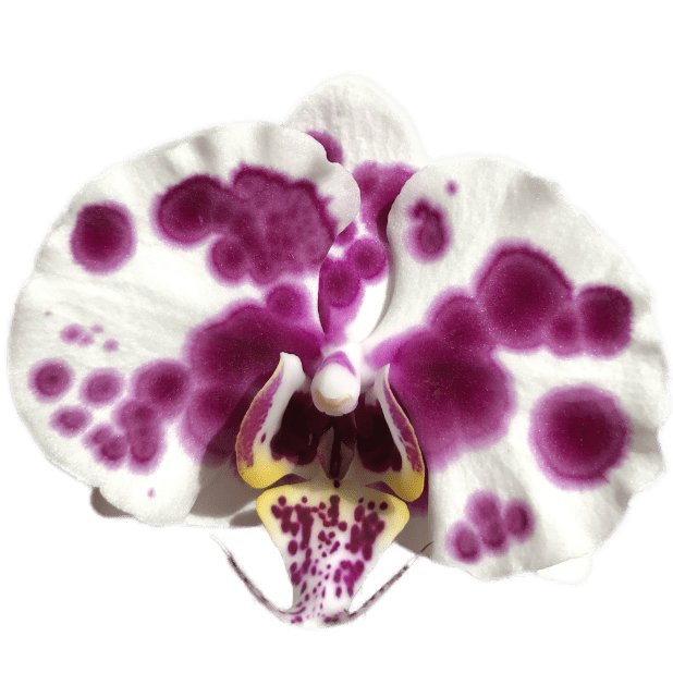 Real Orchid Stickers messages sticker-7