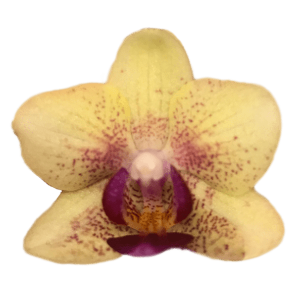 Real Orchid Stickers messages sticker-5
