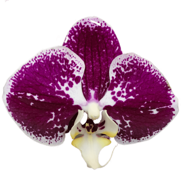 Real Orchid Stickers messages sticker-0
