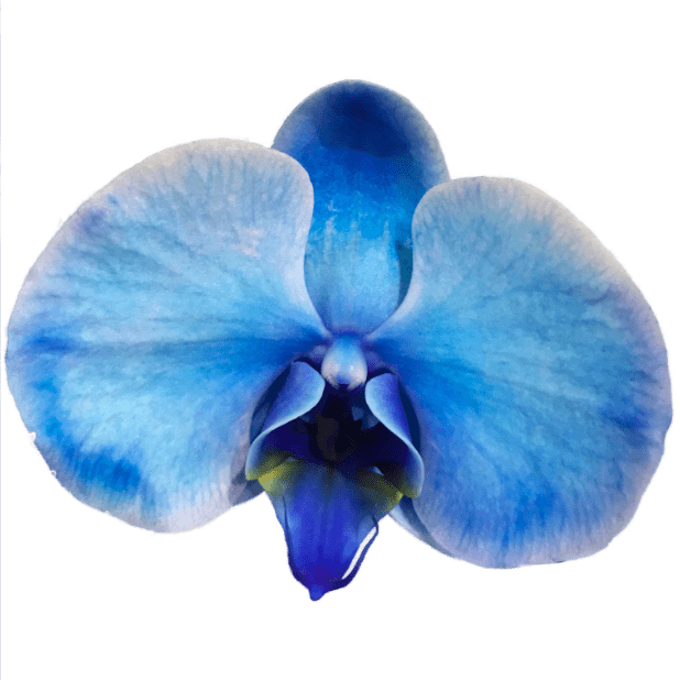 Real Orchid Stickers messages sticker-6