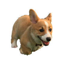 Cocomoji messages sticker-5