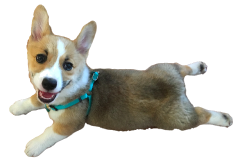 Cocomoji messages sticker-7