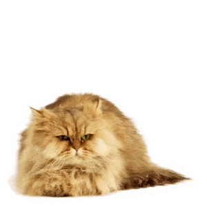 MONETA Tom Samolepky messages sticker-9