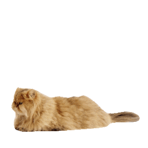 MONETA Tom Samolepky messages sticker-3