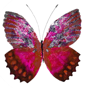 Haulwen Butterflies messages sticker-0