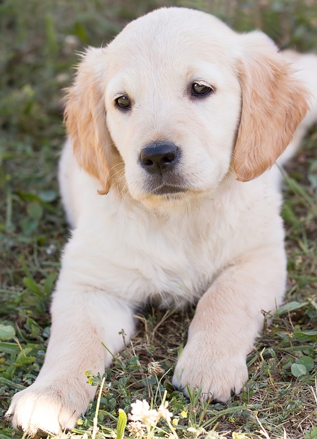Golden Retriever Puppy Sticker messages sticker-1