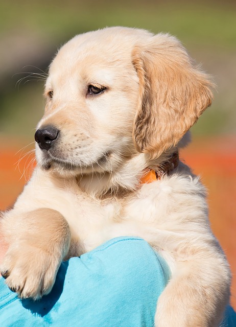 Golden Retriever Puppy Sticker messages sticker-0