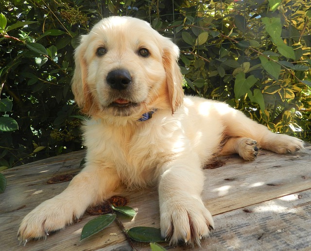 Golden Retriever Puppy Sticker messages sticker-5