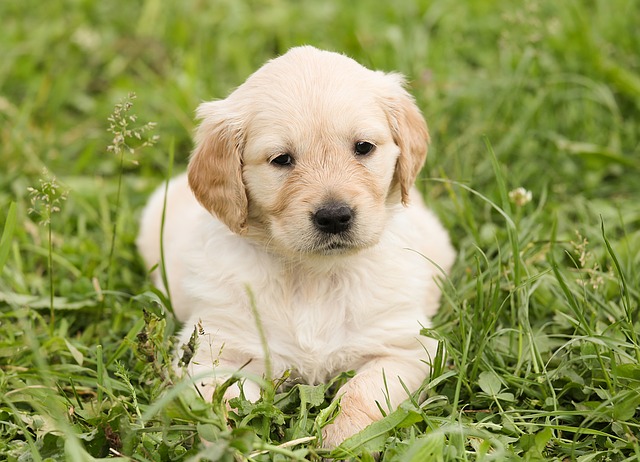 Golden Retriever Puppy Sticker messages sticker-4
