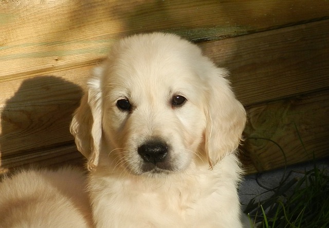 Golden Retriever Puppy Sticker messages sticker-10