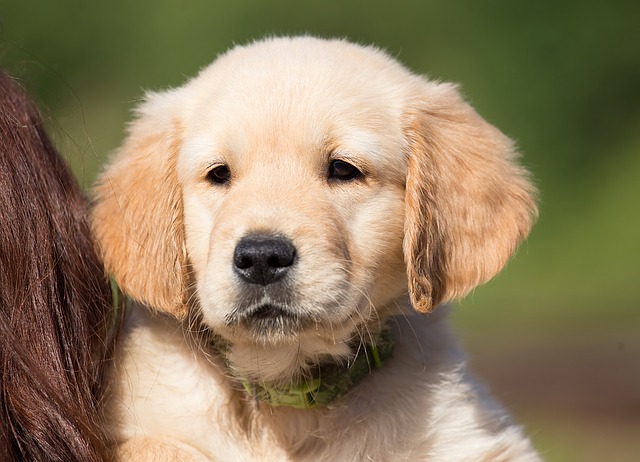 Golden Retriever Puppy Sticker messages sticker-2