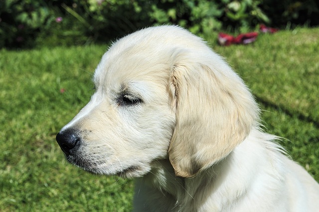 Golden Retriever Puppy Sticker messages sticker-3