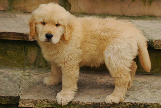 Golden Retriever Puppy Sticker messages sticker-9