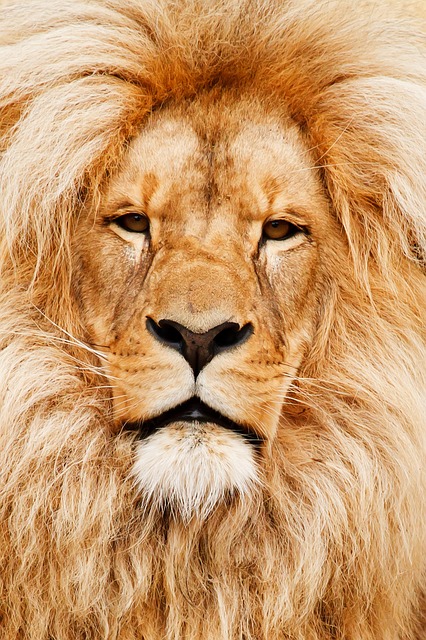 King of the Jungle Stickers messages sticker-0