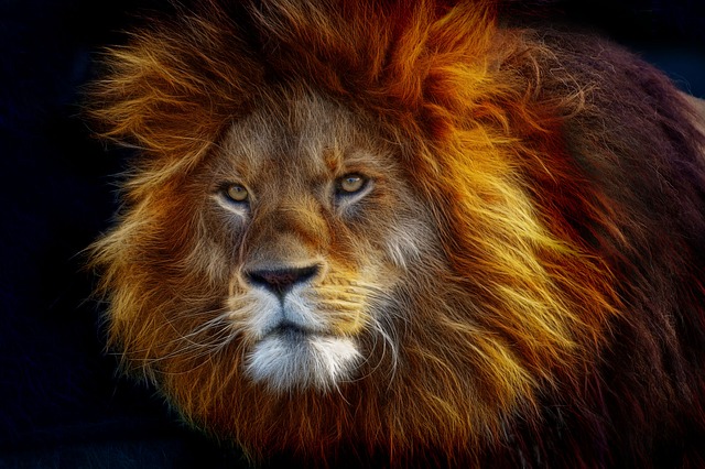 King of the Jungle Stickers messages sticker-7