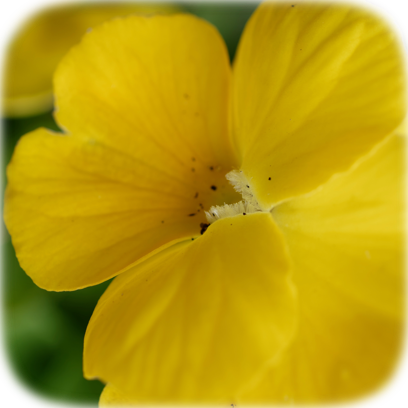 Flower Real messages sticker-2
