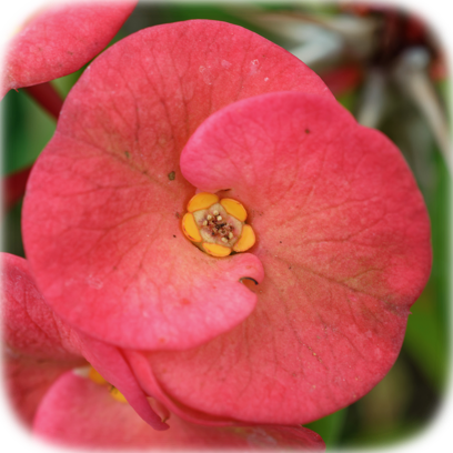 Flower Real messages sticker-8