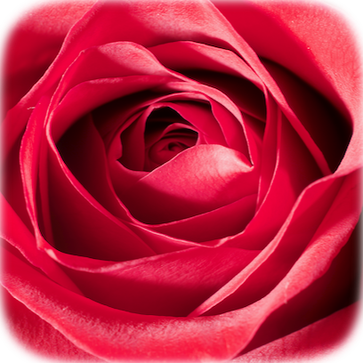 Flower Real messages sticker-0
