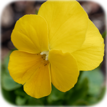 Flower Real messages sticker-7