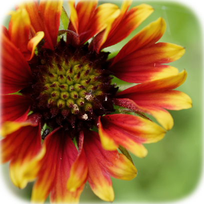 Flower Real messages sticker-4