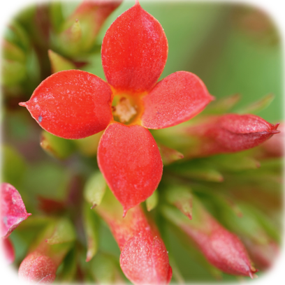 Flower Real messages sticker-10