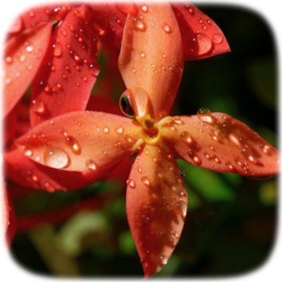 Flower Real messages sticker-1