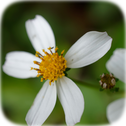 Flower Real messages sticker-5