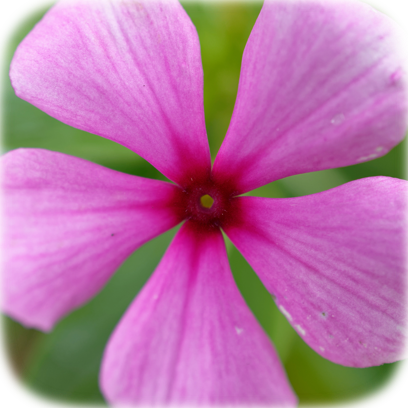 Flower Real messages sticker-3