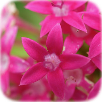 Flower Real messages sticker-11