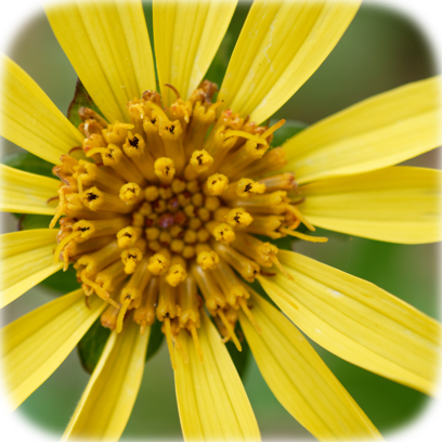 Flower Real messages sticker-9