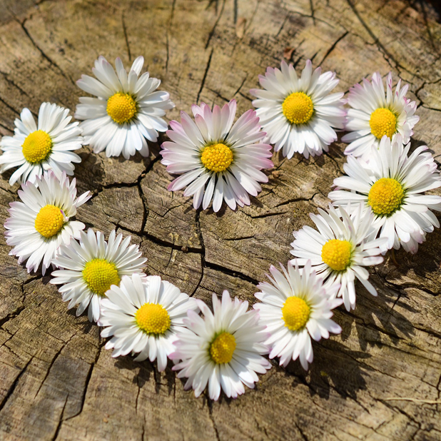 Flowers for your love messages sticker-1