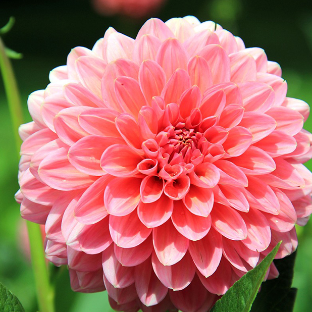 Flowers for your love messages sticker-9