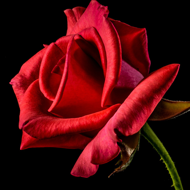 Flowers for your love messages sticker-2