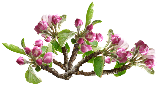 Apple Blossoms messages sticker-7
