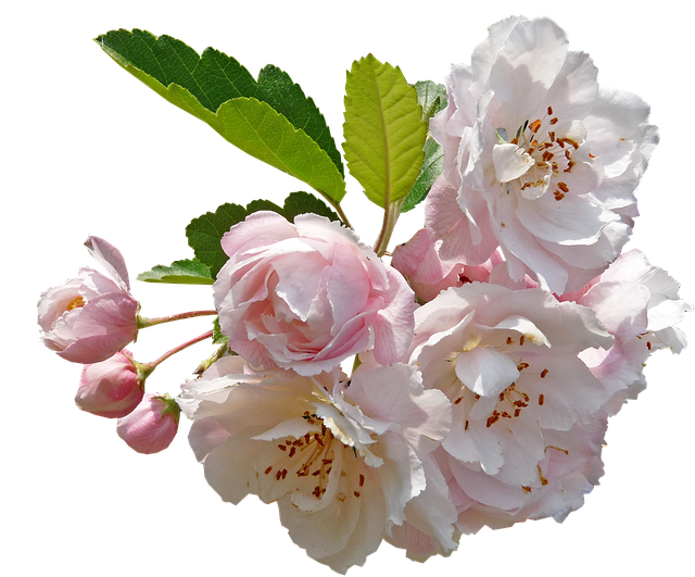Apple Blossoms messages sticker-5