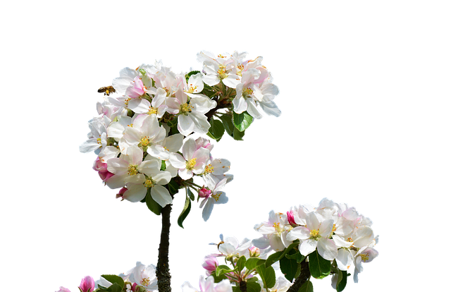 Apple Blossoms messages sticker-6