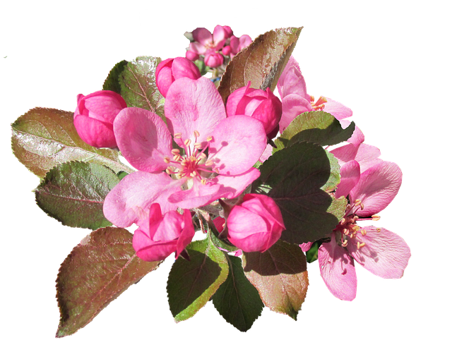 Apple Blossoms messages sticker-3