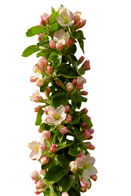 Apple Blossoms messages sticker-4