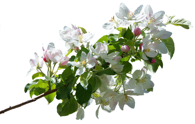 Apple Blossoms messages sticker-8