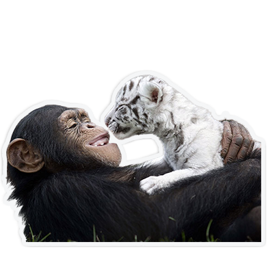cute animal friends messages sticker-1